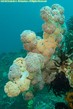 soft coral